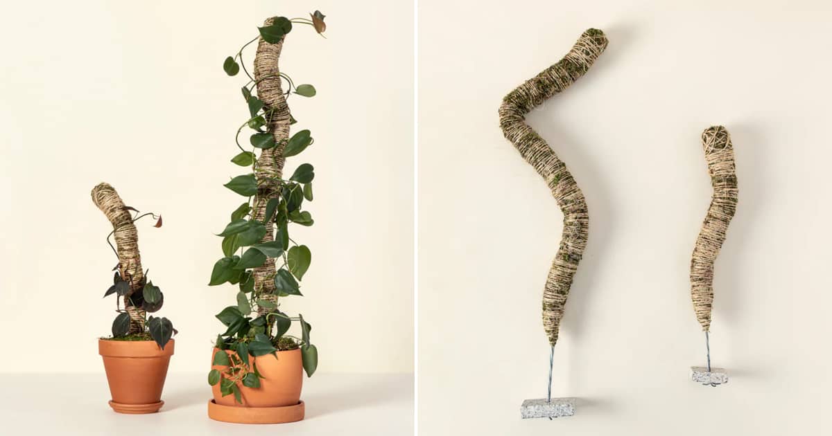 Bendable Moss Poles for Climbing Vines and Plants | The Green Head