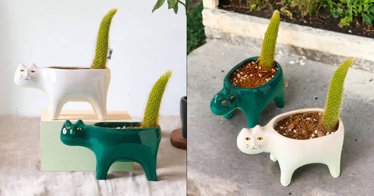 Cat Tail Cactus Planter | The Green Head