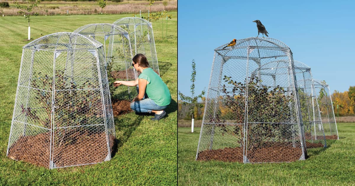 Chicken Wire Super Dome - Extra-Large Plant Protection Cage | The Green Head