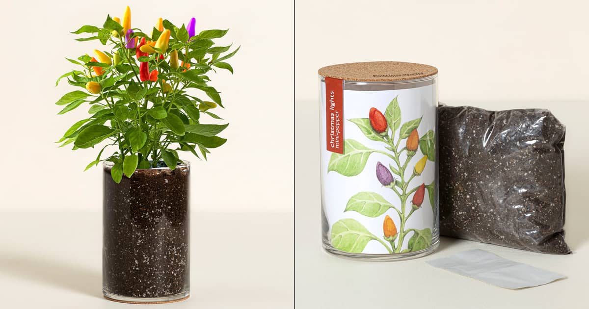 Christmas Lights Mini Pepper Grow Kit The Green Head