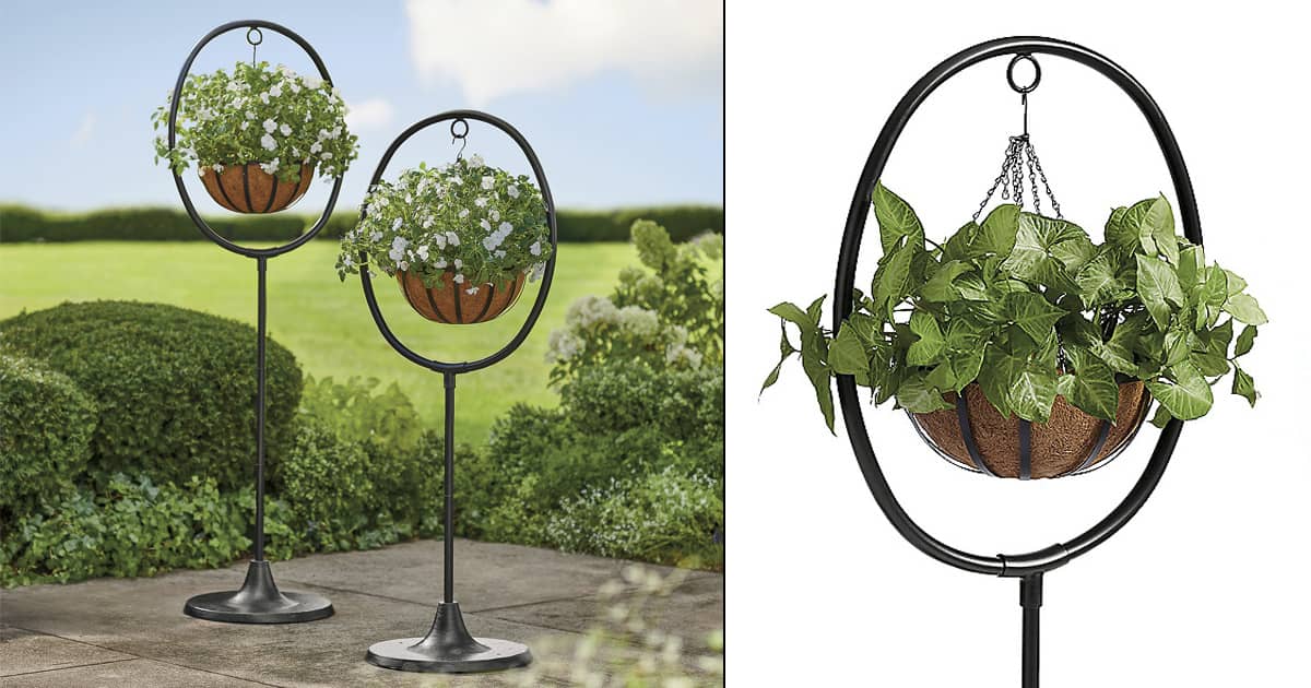 money tree plant indoor or outdoor Money Tree | Indoor Plants