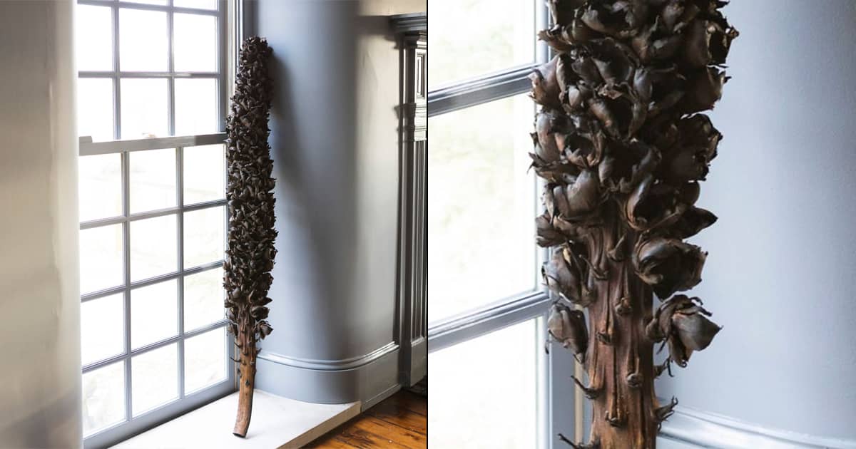 Giant Seed Pod Stalk The Green Head