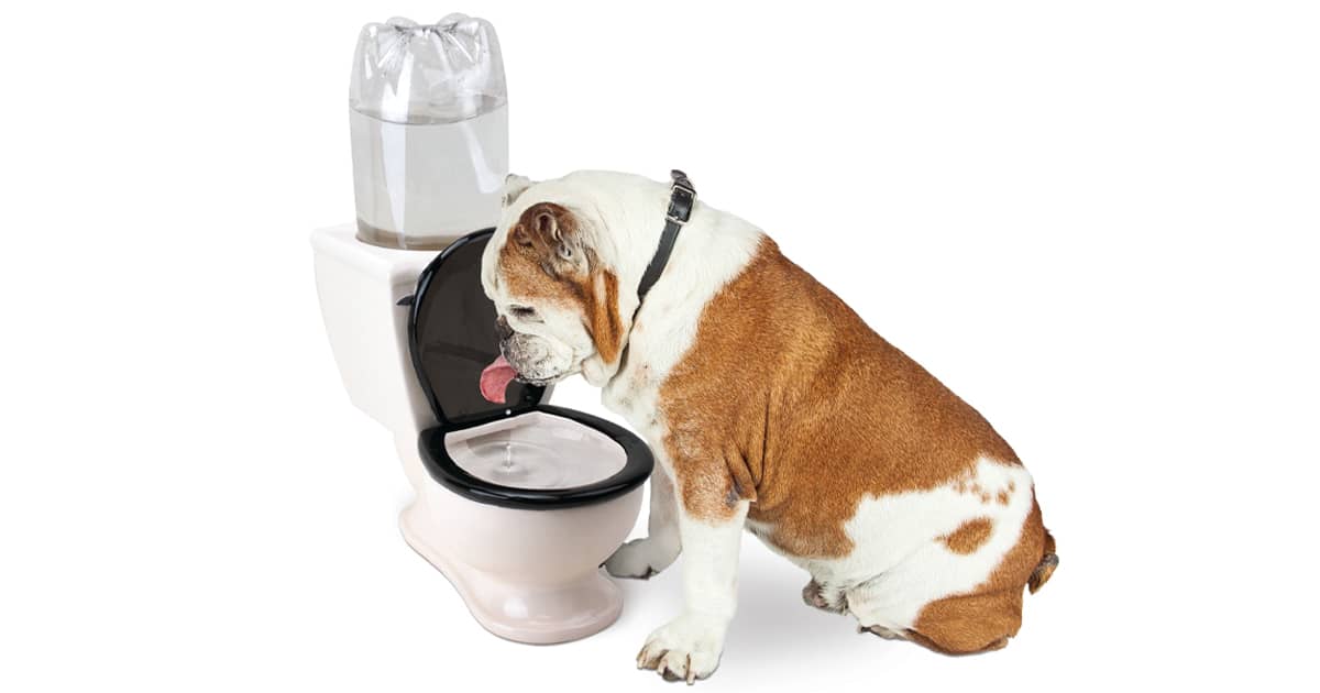 Is A Dogs Mouth Cleaner Than A Toilet Seat