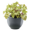 4 Month Plant Waterer