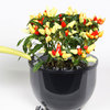 4 Month Plant Waterer