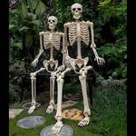 6 Ft Tall Crazy Bonez Pose-N-Stay Skeleton