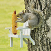 Adirondack Chair Squirrel Feeder