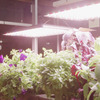 AeroGarden Farm XL