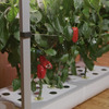 AeroGarden Farm XL