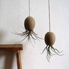 Air Plant Pod