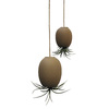Air Plant Pod