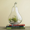 Air Plant Terrariums