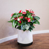 AIRY Air Purifying Planter