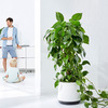 AIRY Air Purifying Planter