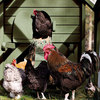 Alexandria Chicken Coop and Run