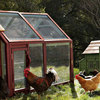 Alexandria Chicken Coop and Run