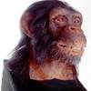 Alive Chimpanzee by WowWee - Animatronic Life-Size Bust with Video