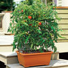 All-in-One Tomato Success Kit