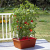 All-in-One Tomato Success Kit