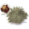 Amazing Dinosaur Plant - Prehistoric Evergreen That Never Dies!
