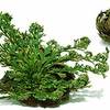 Amazing Dinosaur Plant - Prehistoric Evergreen That Never Dies!