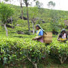 Ambassador Organics - Biodynamic Coffee, Tea and Spices