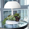 Ambienta Living Table Lamp