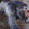 An American Werewolf in London Lifesize Prop