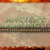 Ancient Blooming Tea - Video Demo