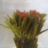 Ancient Blooming Tea - Video Demo