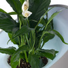 Andrea - Plant-Powered Air Purifier