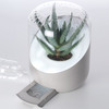 Andrea - Plant-Powered Air Purifier