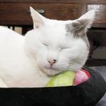 Anmitsu Japanese Dessert Cat Bed