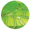 Ant Farm Revolution