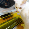 Anti-Cat Keyboard Cover