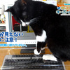 Anti-Cat Keyboard Cover