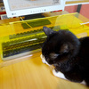 Anti-Cat Keyboard Cover