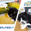Anti-Cat Keyboard Cover
