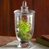 Apothecary Fern by Julie Mulligan