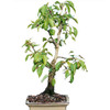 Apple Bonsai Tree