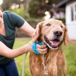 AquaPaw Dog Bath Brush Pro - One-Handed Sprayer and Scrubber Mitt