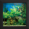 Aquavista - Wall Mounted Aquarium