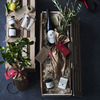 Arbequina Olive Tree Gift Crate