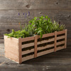 Arbequina Olive Tree Gift Crate
