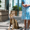 Ashera - World's Largest, Rarest and Most Exotic $20,000 House Cat