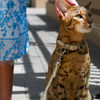 Ashera - World's Largest, Rarest and Most Exotic $20,000 House Cat