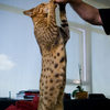 Ashera - World's Largest, Rarest and Most Exotic $20,000 House Cat