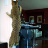 Ashera - World's Largest, Rarest and Most Exotic $20,000 House Cat