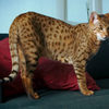 Ashera - World's Largest, Rarest and Most Exotic $20,000 House Cat