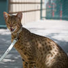 Ashera - World's Largest, Rarest and Most Exotic $20,000 House Cat